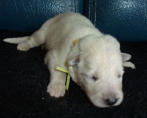 CHIOT COLLIER JAUNE