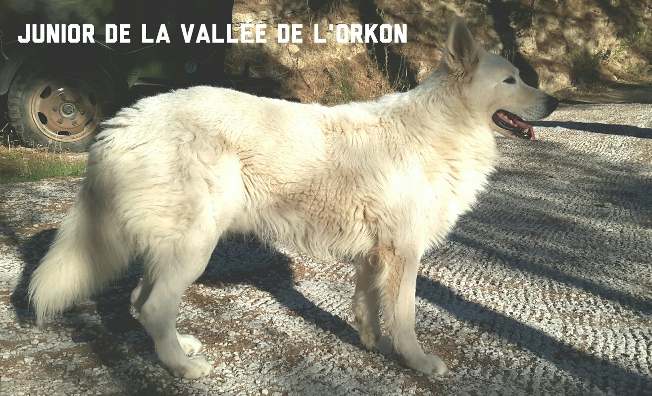 Junior De la vallée de l'orkhon