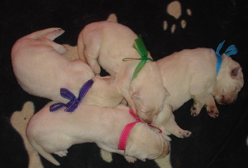 12/12/2010 CHIOTS UCHKA