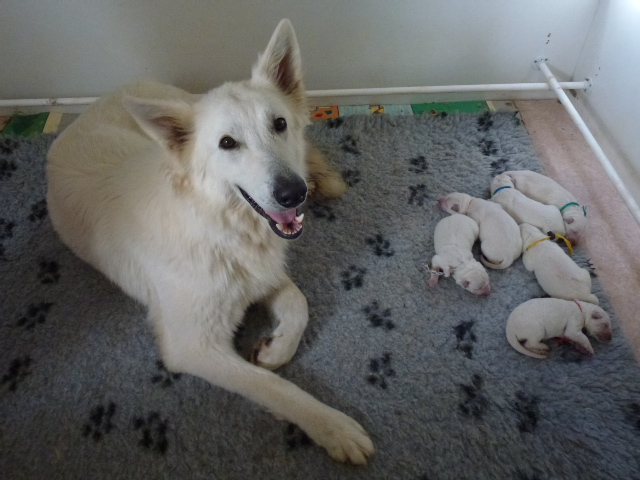 31/08/12 CHIOTS ECLIPSE-FAT BOY